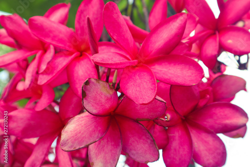 Beautiful abstract texture color red and pink Plumeria or Sumeria flowers