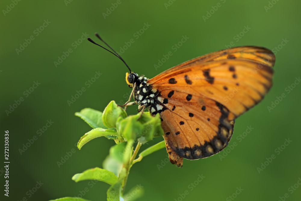 butterfly on a leaf butterfly on a leaf