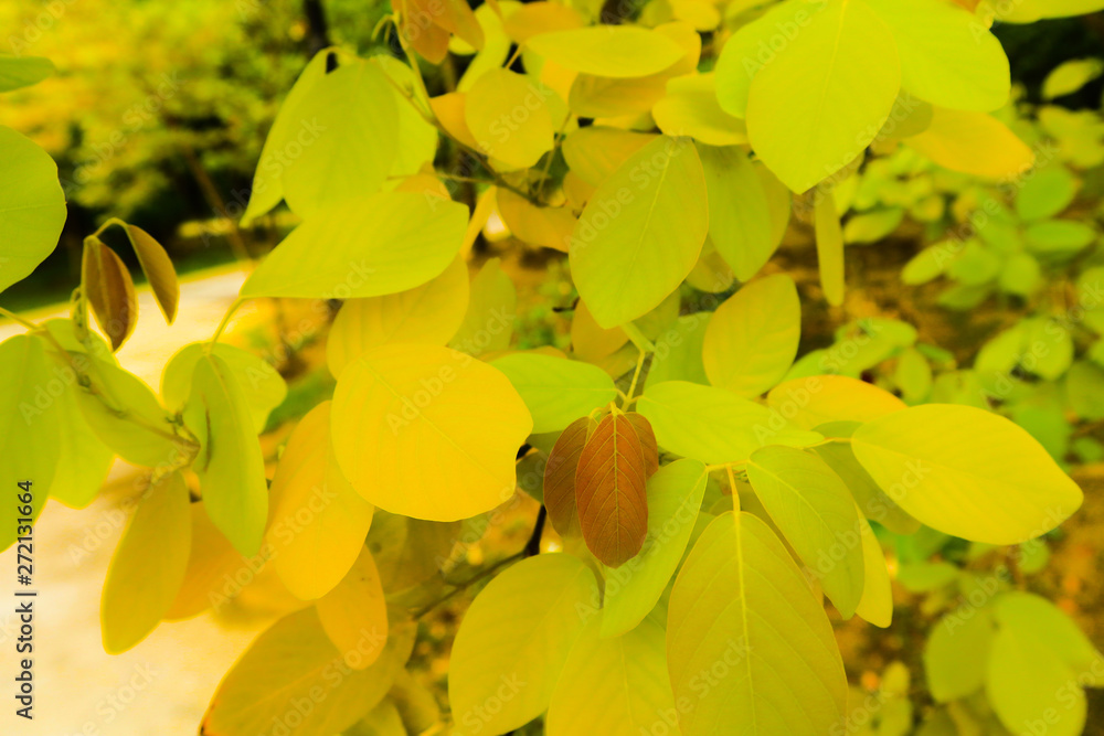 Obraz premium Beautiful fresh light green and yellow leave on nature color pattern background and wallpaper