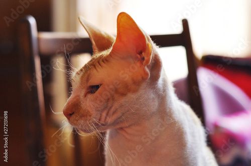 Sphinx cat 