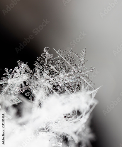 snowflake in the snow  winter