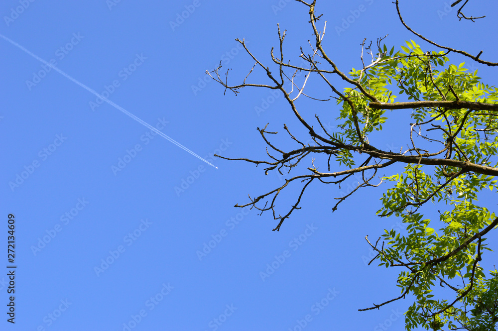 Obraz premium tree with branches and blue sky