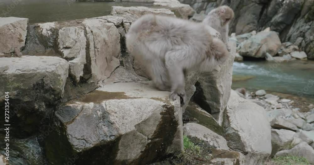 Snow monkey clambers down rocks from the rim of the onsen - hot spring Snow monkey clambers down rocks from the rim of the onsen - hot spring