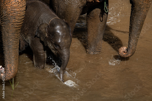 Photography Closeup Asian elephants enjoy bathing in the river.