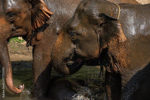 Photography Closeup Asian elephants enjoy bathing in the river.