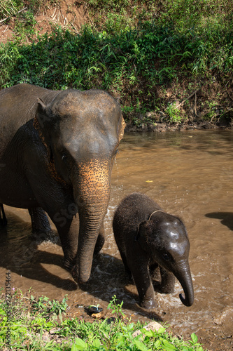 Canvas Print Closeup Asian elephants enjoy bathing in the river.