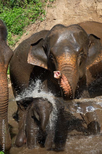 Canvas Print Closeup Asian elephants enjoy bathing in the river.