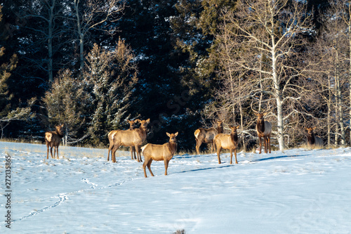 Elk in Fresh Snow
