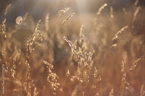 Spikelets in sunlight on blurred background