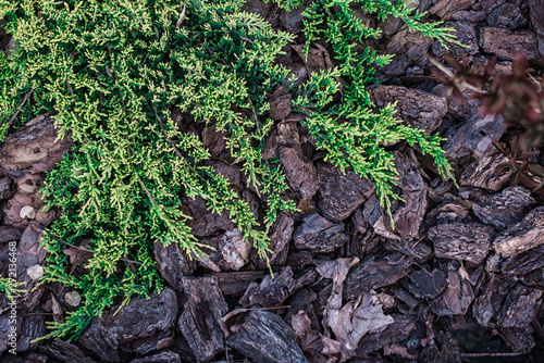 Mulch gray Wood Bark Background