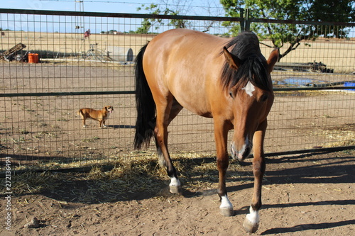colt and dog separated by a fence
