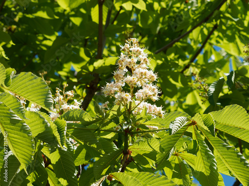 Aesculus hippocastanum -  Foliage and flowers of horse-chestnut or conker tree