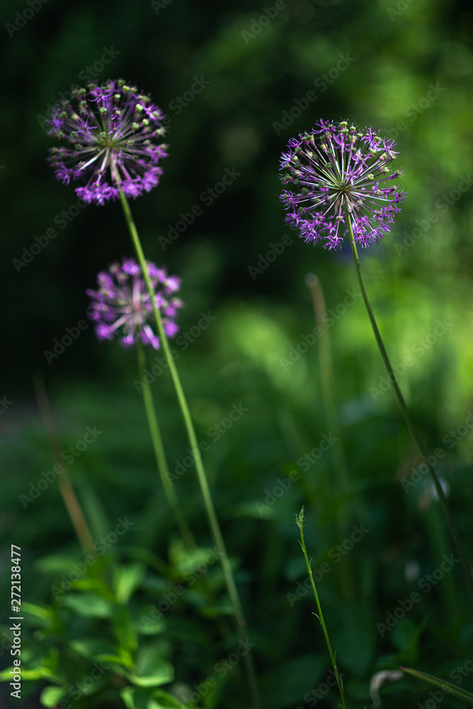 Purple allium nutans onion flowers closeup Purple allium nutans onion flowers closeup