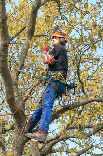 Arborist or Tree Surgeon resting up a tree using a safety harness.