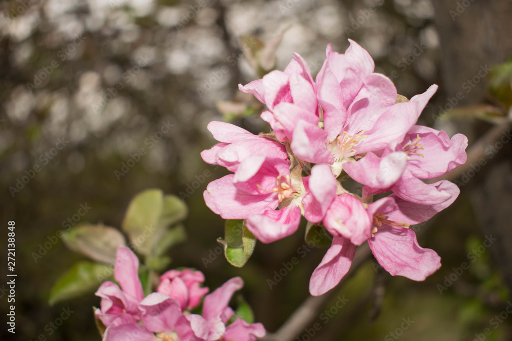 apple flower delicate pink large tree branch for design apple flower delicate pink large tree branch for design