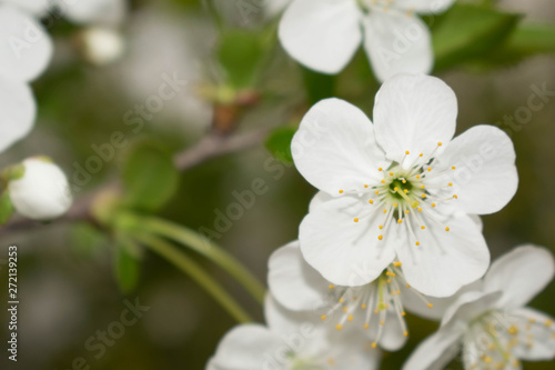 cherry flower white large flowering spring tree sakura for design background