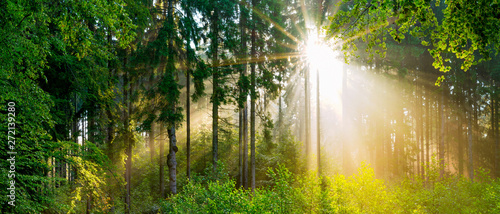 Sunrise in the misty forest with brigh sunlight shining through the trees