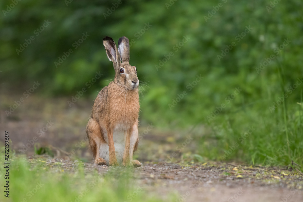 European brown hare (Lepus europaeus) European brown hare (Lepus europaeus)