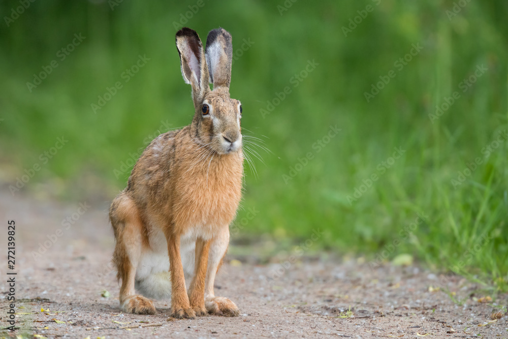 Fototapeta premium Zając szarak (Lepus europaeus)