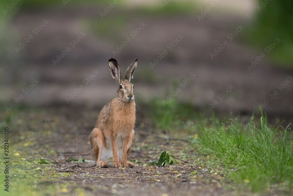 Obraz premium European brown hare (Lepus europaeus)