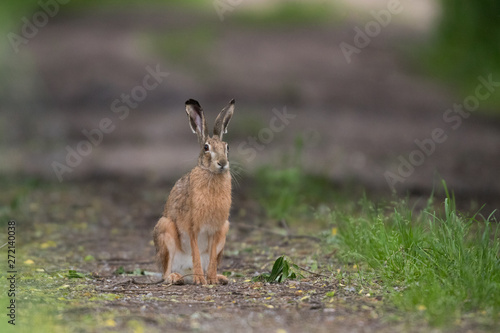 European brown hare (Lepus europaeus) © szczepank