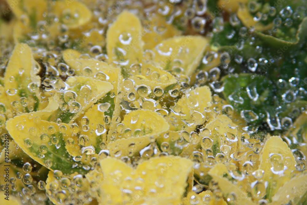 Water on Spider Web on Plant Water on Spider Web on Plant