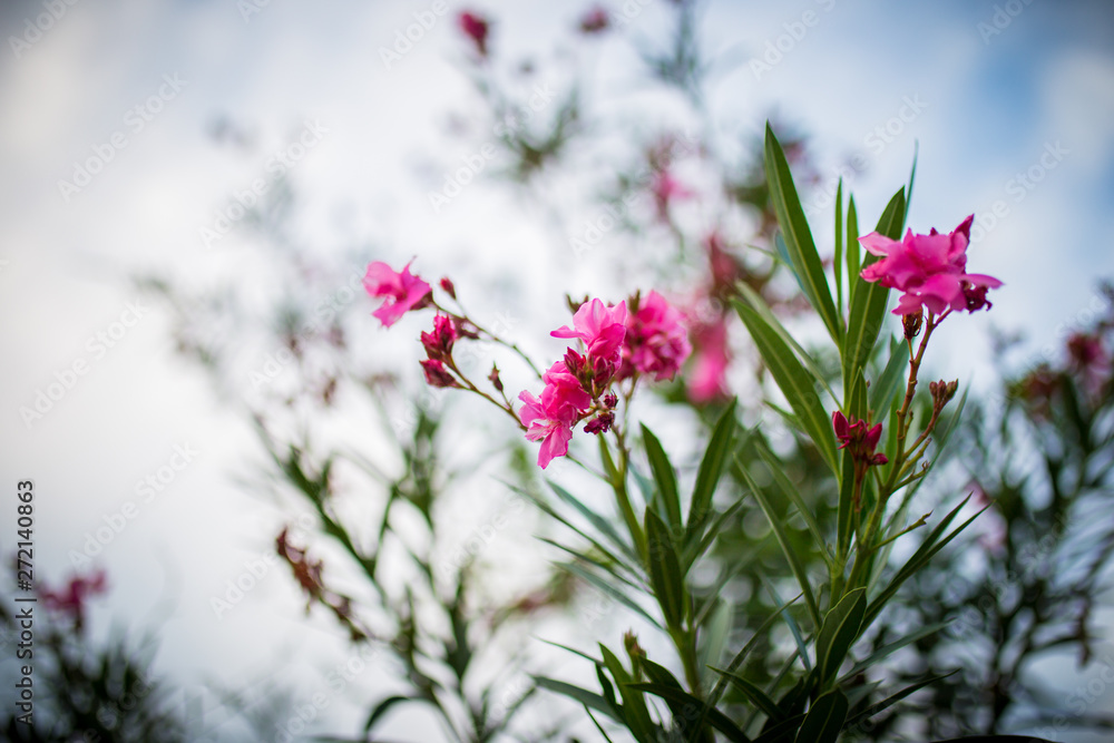 little pink flowers in the green garden at afternoon little pink flowers in the green garden at afternoon