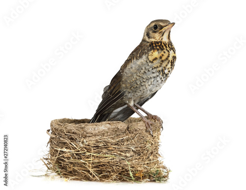 Cute nestling thrush fieldfare isolated on a white background