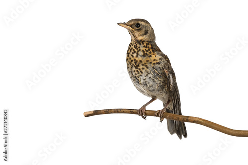 Fotografie, Obraz Cute nestling thrush fieldfare sitting on a branch