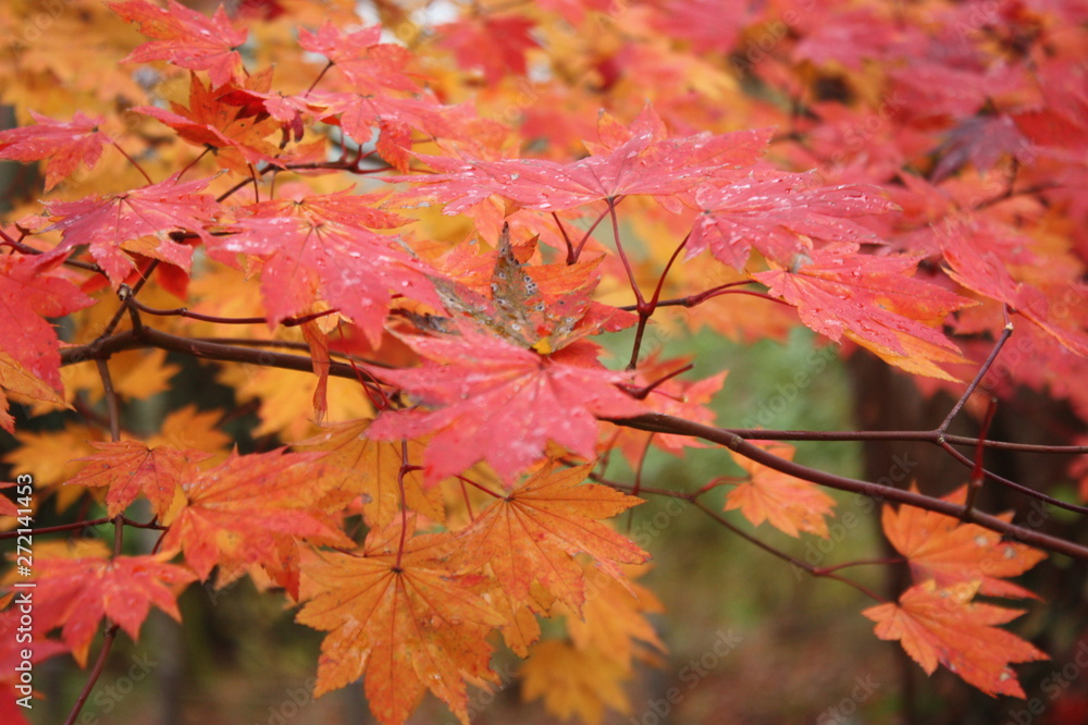 紅葉 紅葉