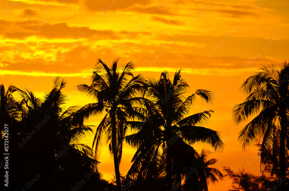 Palm trees at sunset in Malaysia