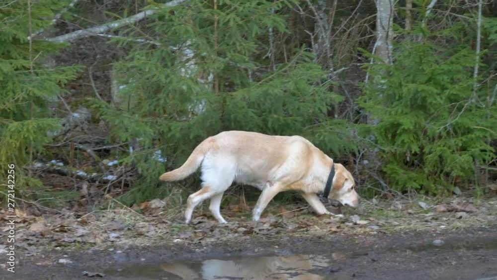 23059_The_walking_Labrador_Retriever_dog_on_the_side_of_the_river.mov 23059_The_walking_Labrador_Retriever_dog_on_the_side_of_the_river.mov