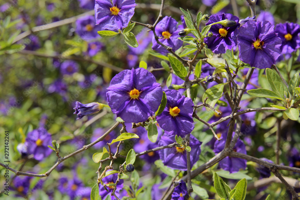 Fototapeta premium Fleurs violetes