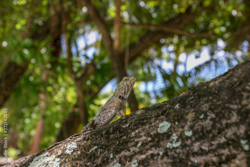 A close-up photograph of a lizard on a palm trunk on a tropical island. Maldives. A close-up photograph of a lizard on a palm trunk on a tropical island. Maldives.