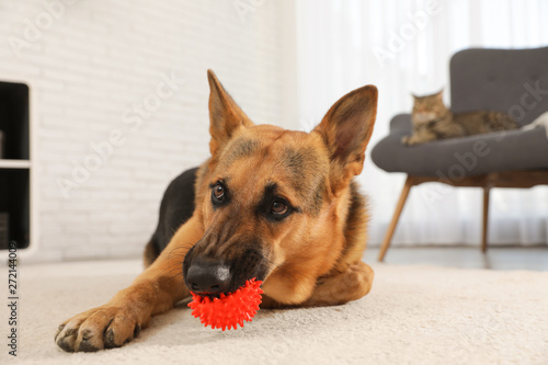 German shepherd playing with ball on floor in living room © New Africa