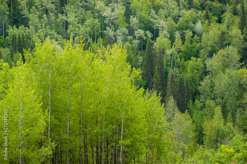 Leaf Colors of Different Tree Species - Greens of Summer © Stefan