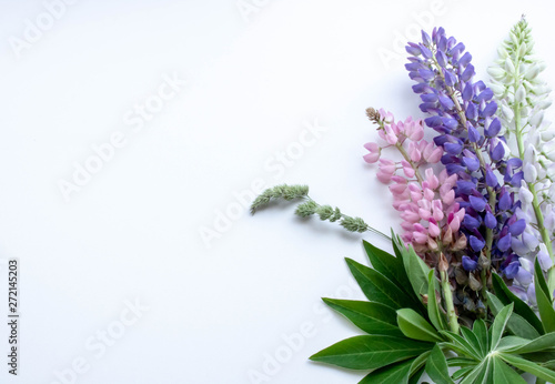 postcard bouquet of multicolored lupins on a white background