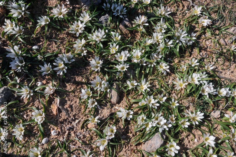 Androcymbium rechingeri, an endemic lily of the west coast of Crete that grows in winter Androcymbium rechingeri, an endemic lily of the west coast of Crete that grows in winter