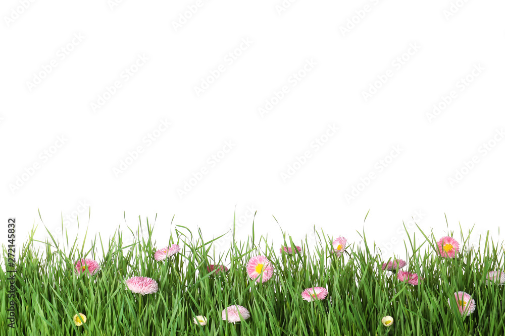 Naklejka Żywa zielona trawa z pięknymi kwiatami na białym tle