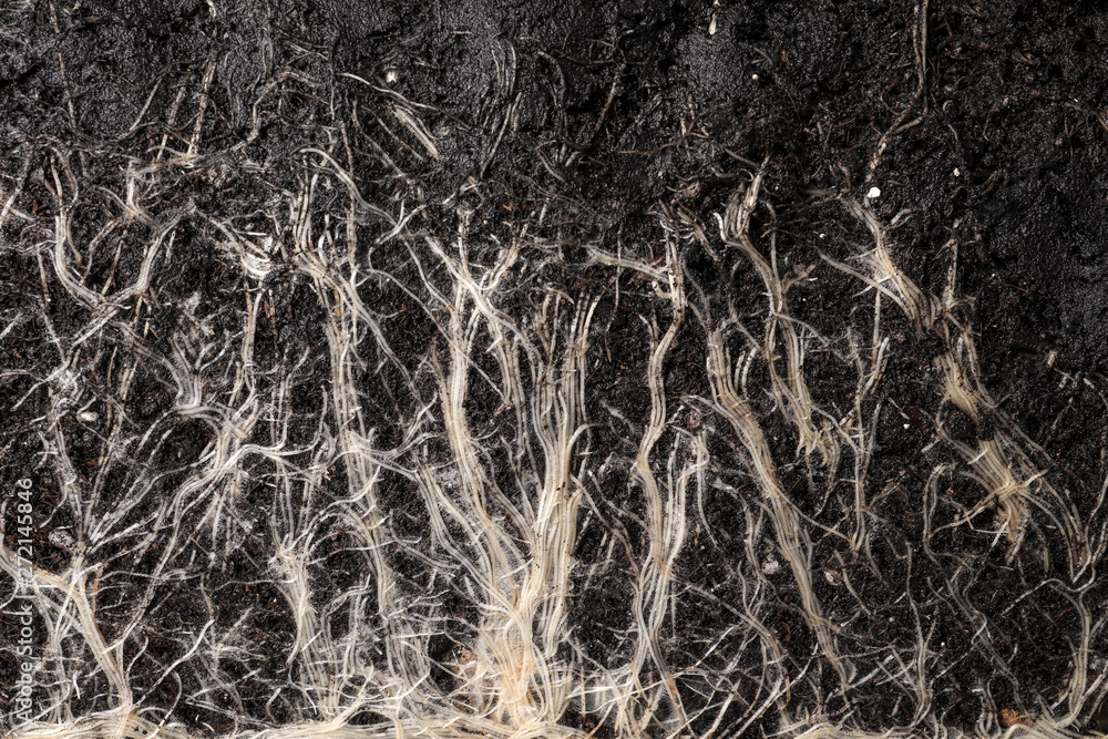 Closeup view of grass roots in soil as background Closeup view of grass roots in soil as background
