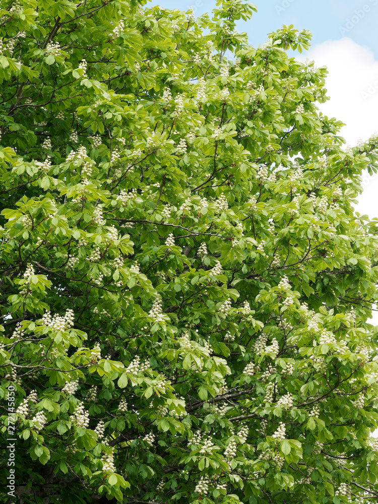 Blütezeit der Gewöhnliche Rosskastanie (Aesculus hippocastanum) oder Weiße Rosskastanie Blütezeit der Gewöhnliche Rosskastanie (Aesculus hippocastanum) oder Weiße Rosskastanie