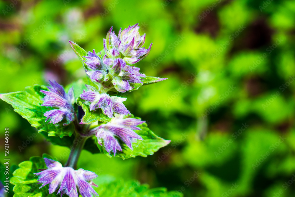 purple salvia flowers in the garden purple salvia flowers in the garden