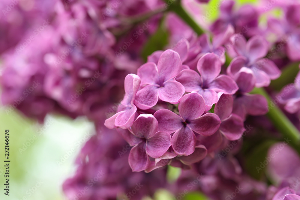 Beautiful blossoming lilac flowers on blurred background, closeup. Space for text Beautiful blossoming lilac flowers on blurred background, closeup. Space for text