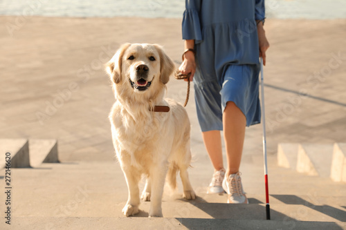 Tablou canvas Guide dog helping blind person with long cane going up stairs outdoors