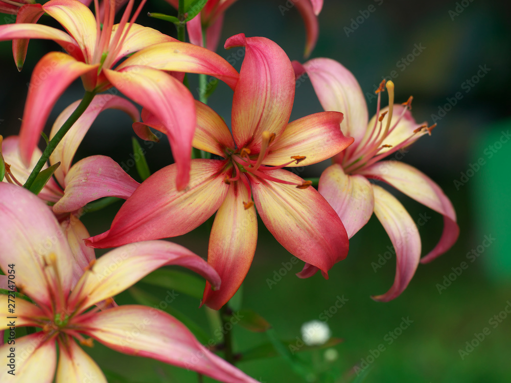 Closeup orange red yellow white Lily flowers in a garden bed, Macro shot, Pistil and stamen and bud and drop scent oil. Closeup orange red yellow white Lily flowers in a garden bed, Macro shot, Pistil and stamen and bud and drop scent oil.