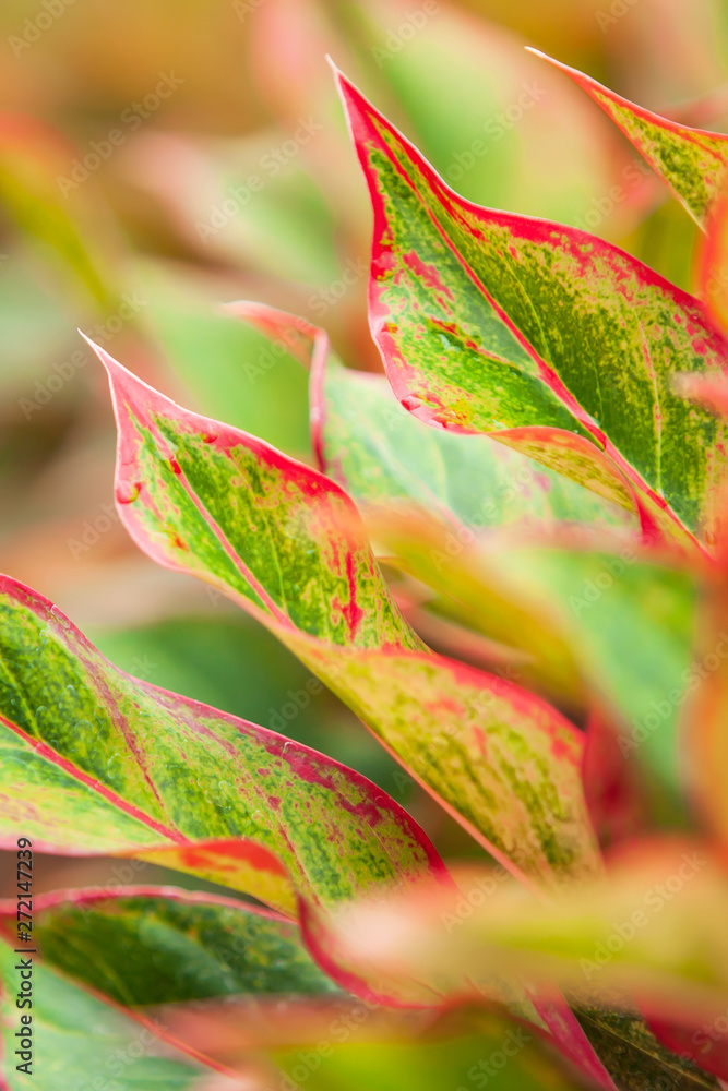 Fototapeta premium Colorful Aglaonema Siam Red in a tropical nursery.