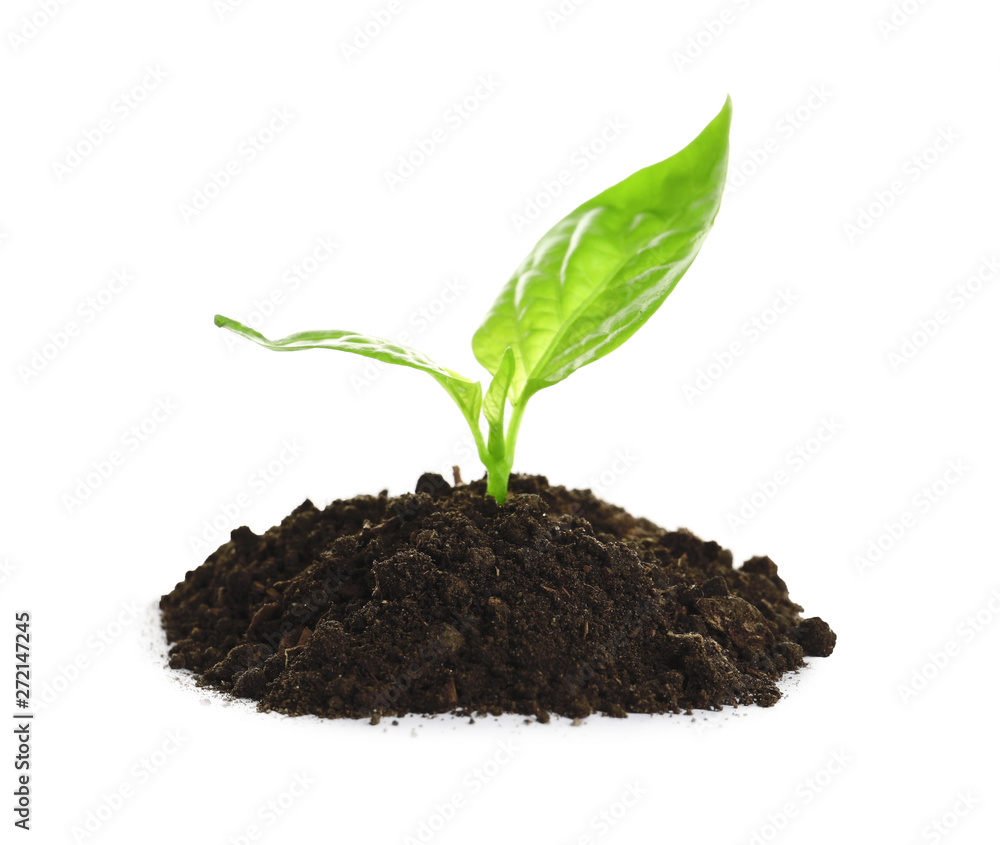 Young seedling in fertile soil on white background Young seedling in fertile soil on white background