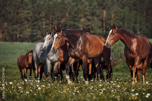 A herd of young horses on pasture