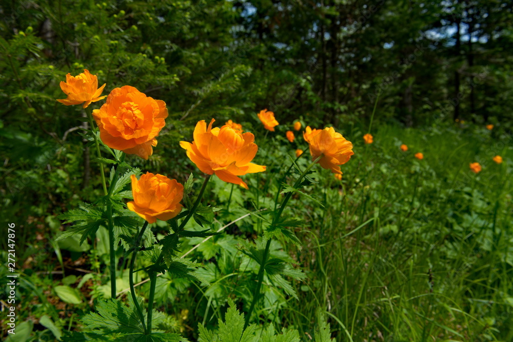 Russia. The Kuznetsk Alatau, the riverhead of the river Tom. Trollius asiaticus Russia. The Kuznetsk Alatau, the riverhead of the river Tom. Trollius asiaticus