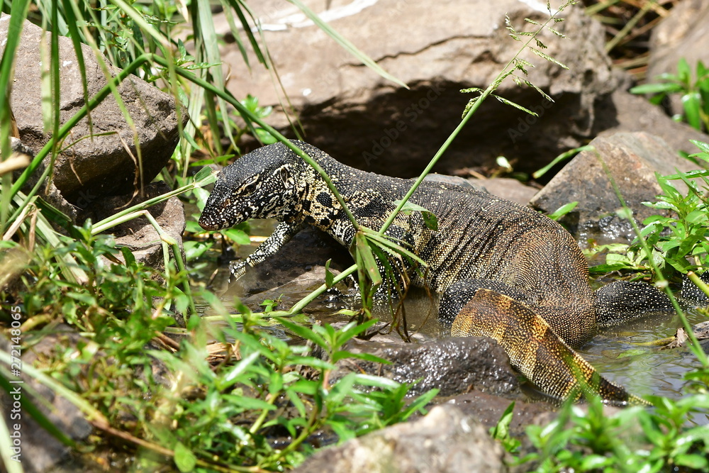 Naklejka premium water monitor varanus niloticus ,South Africa 